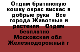 Отдам британскую кошку окрас вискас в добрые руки - Все города Животные и растения » Отдам бесплатно   . Московская обл.,Железнодорожный г.